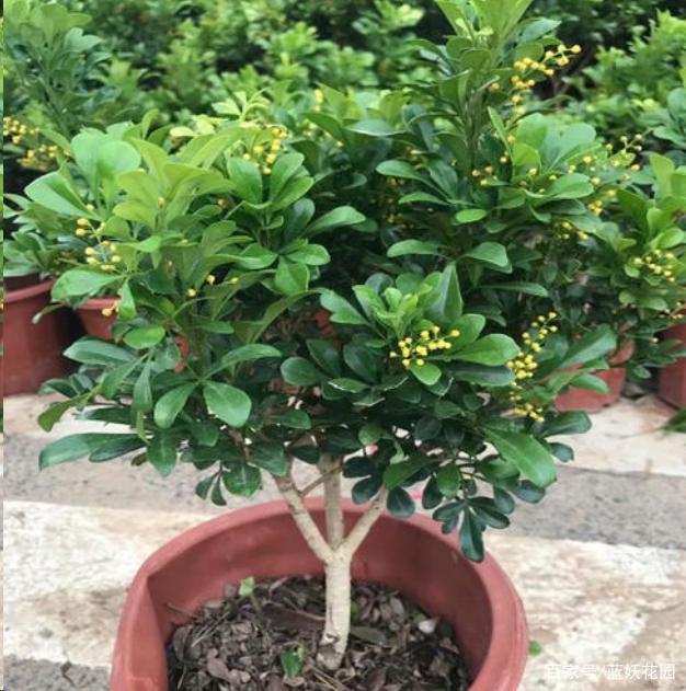 冬季绿植怎么养护？6点建议