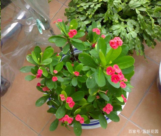冬季绿植怎么养护？6点建议