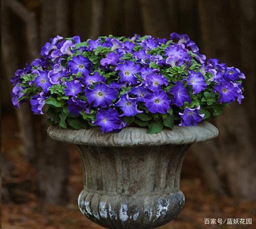冬季绿植怎么养护？6点建议