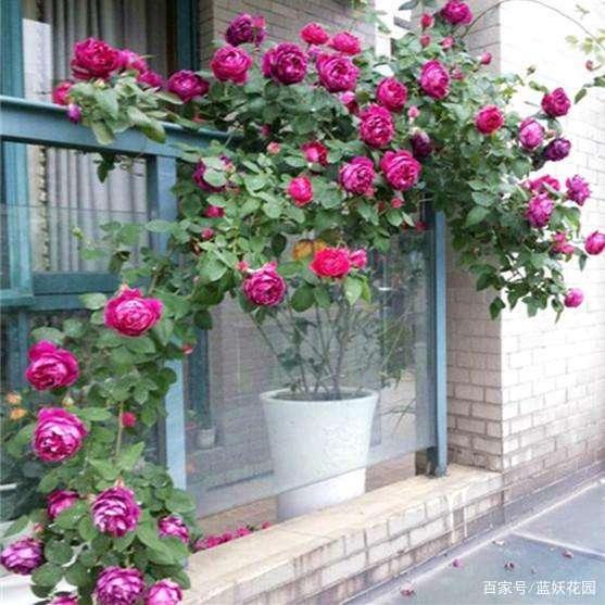 冬季绿植怎么养护？6点建议