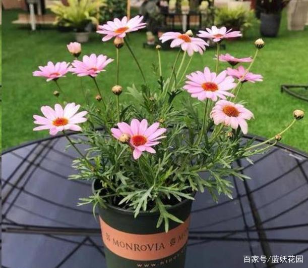 冬季绿植怎么养护？6点建议