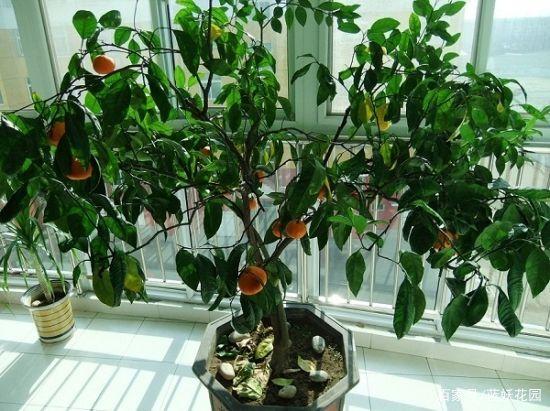 冬季绿植怎么养护？6点建议