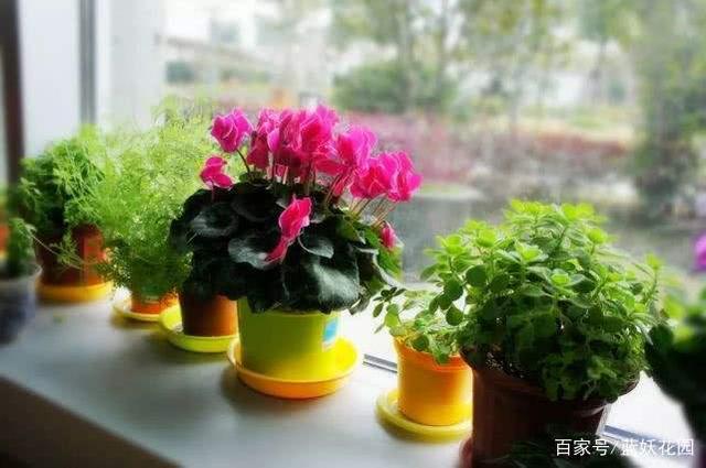 冬季绿植怎么养护？6点建议