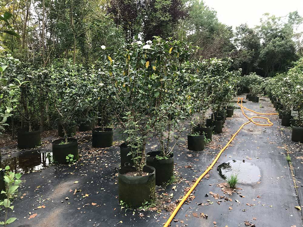 沭阳中华木绣球 沭阳斗球 
