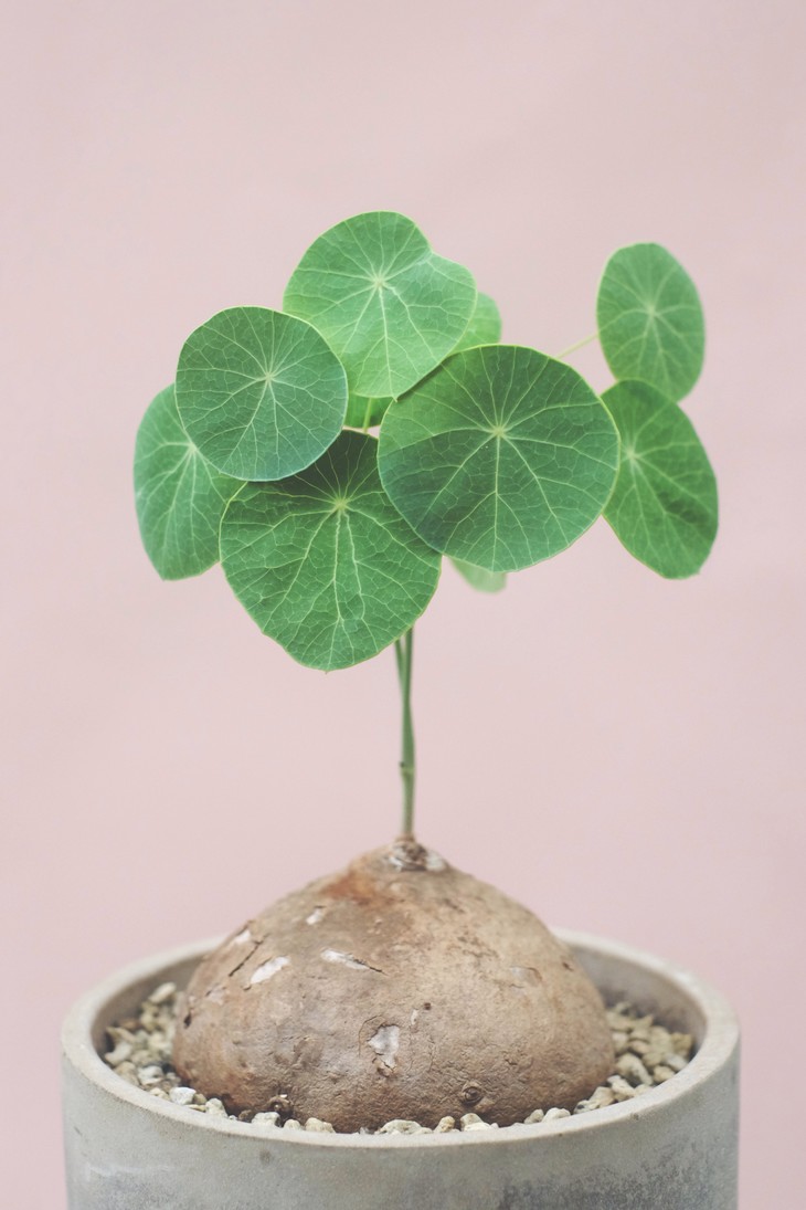 盆栽植物大全及名称（100种室内盆栽花草图鉴）