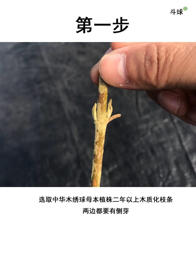 中华木绣球嫁接教程