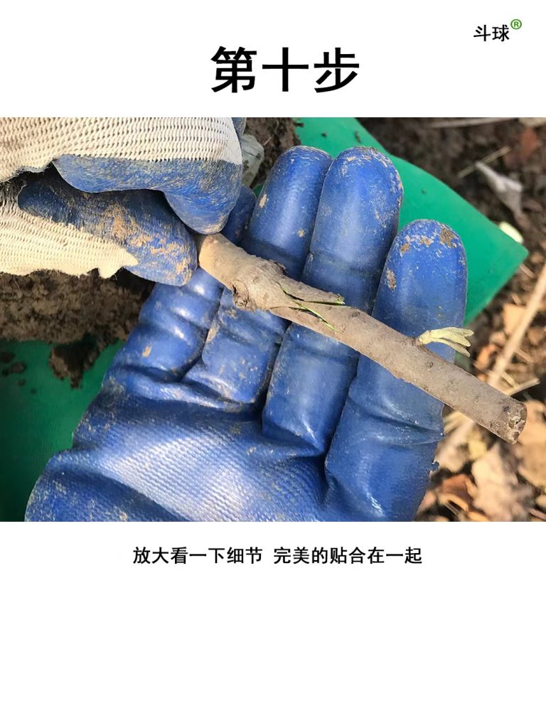 中华木绣球嫁接教程