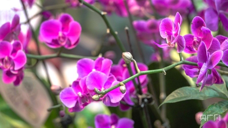 花卉市场春意浓 姹紫嫣红迎新年
