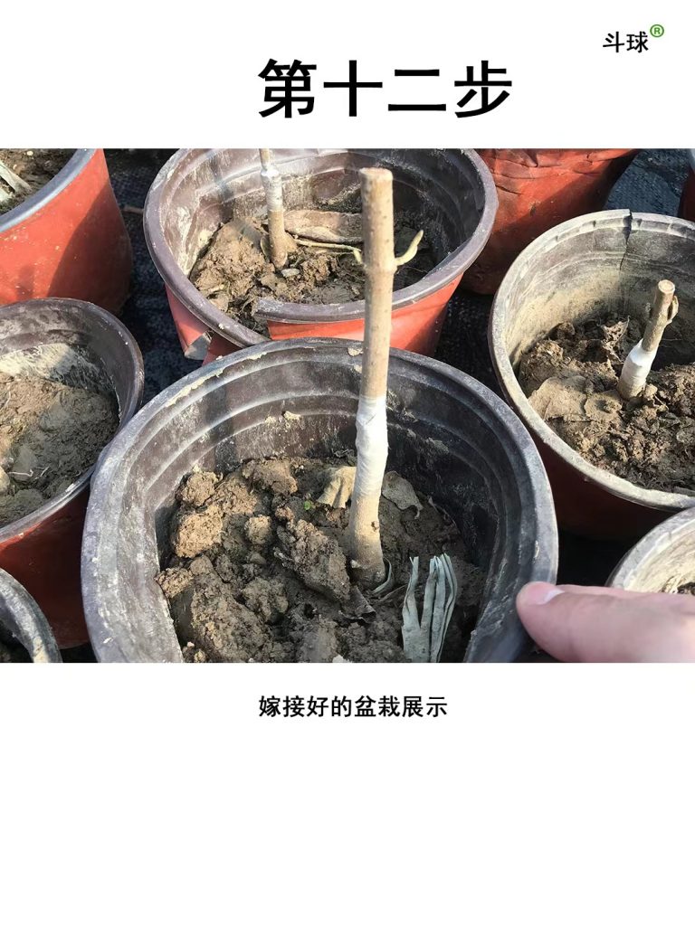 中华木绣球嫁接教程