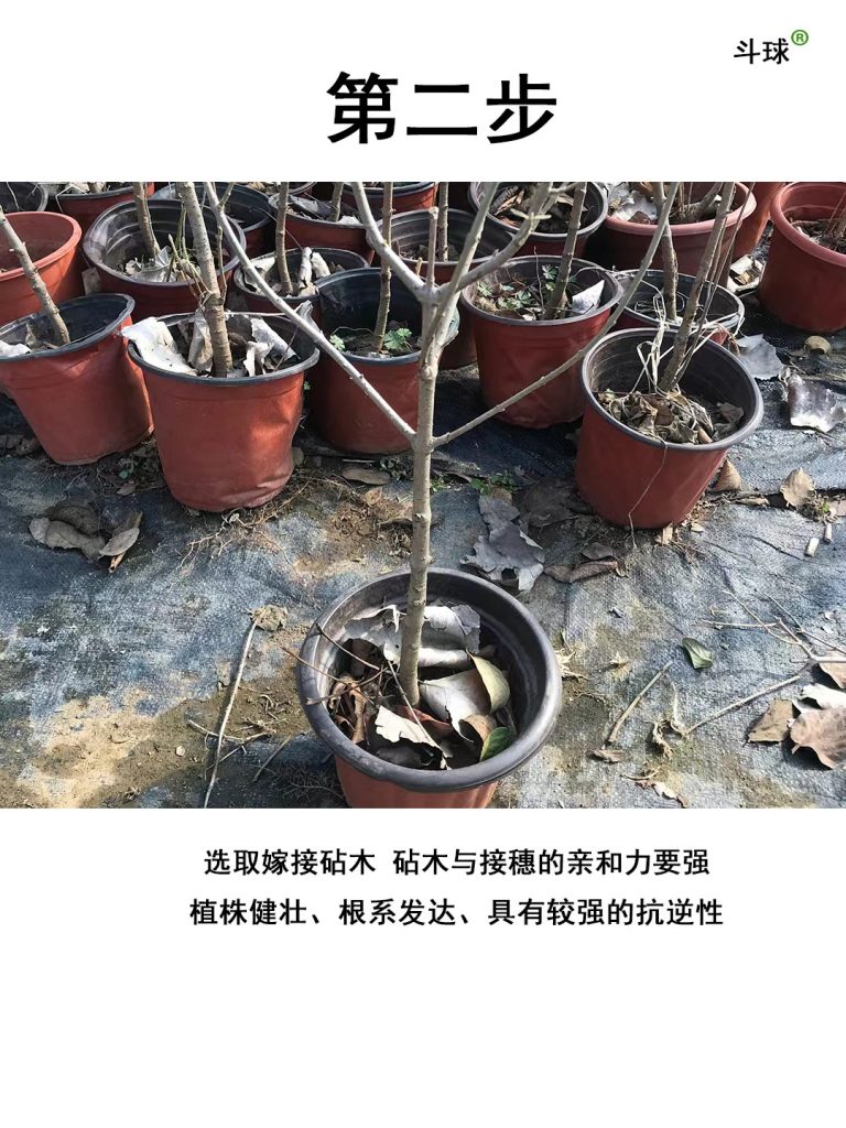 中华木绣球嫁接教程