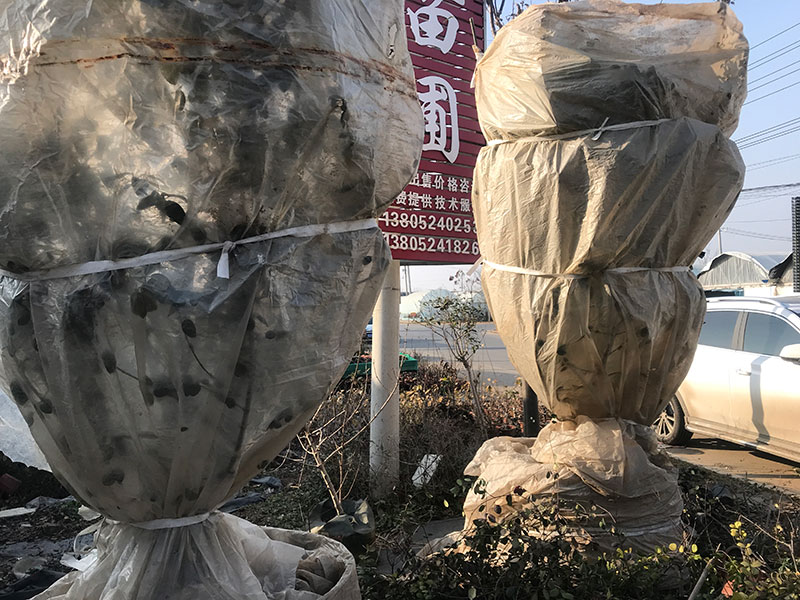 中华木绣球冬季怎么防护?