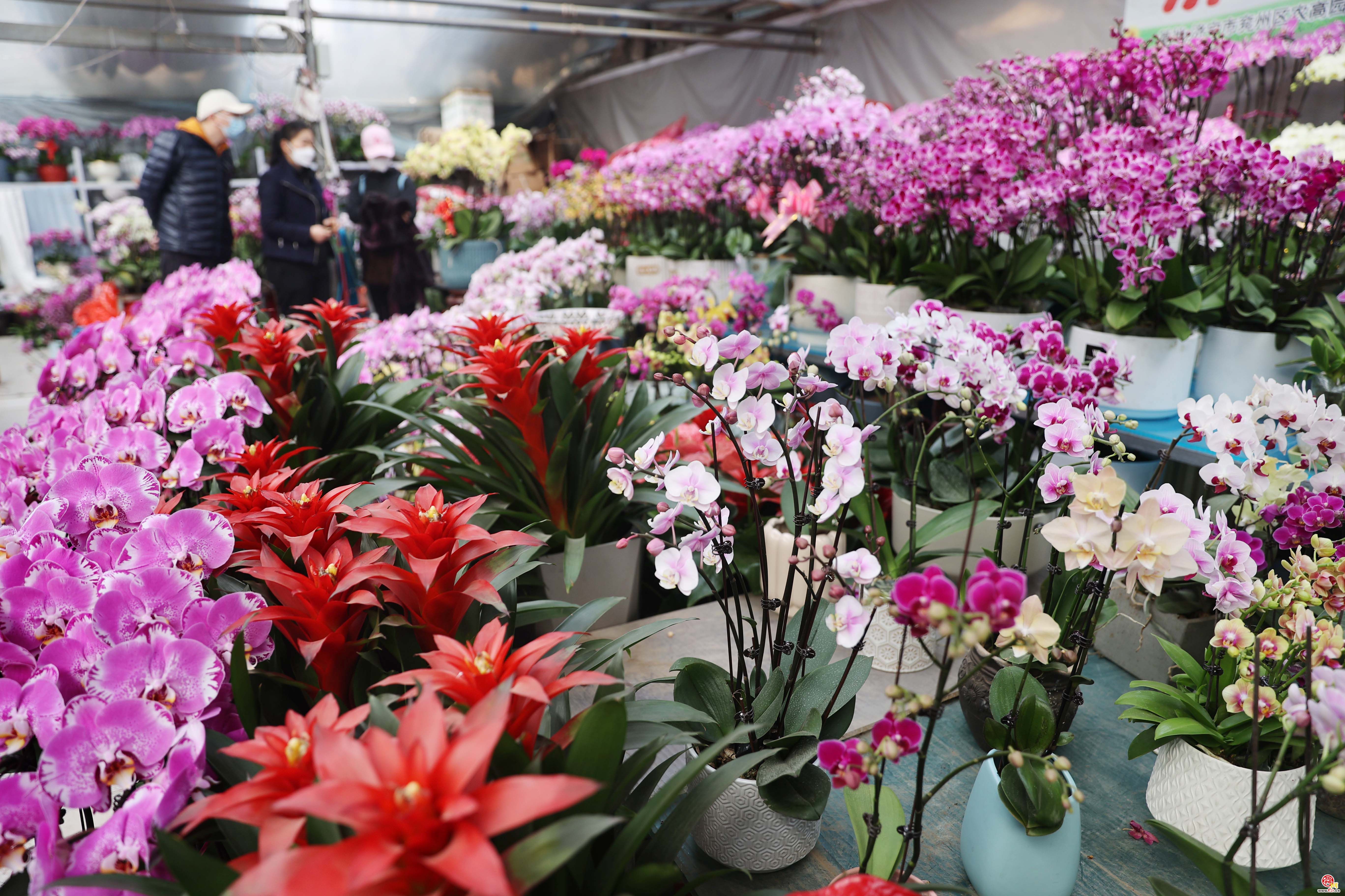 花卉市场人气旺 多彩鲜花迎新年