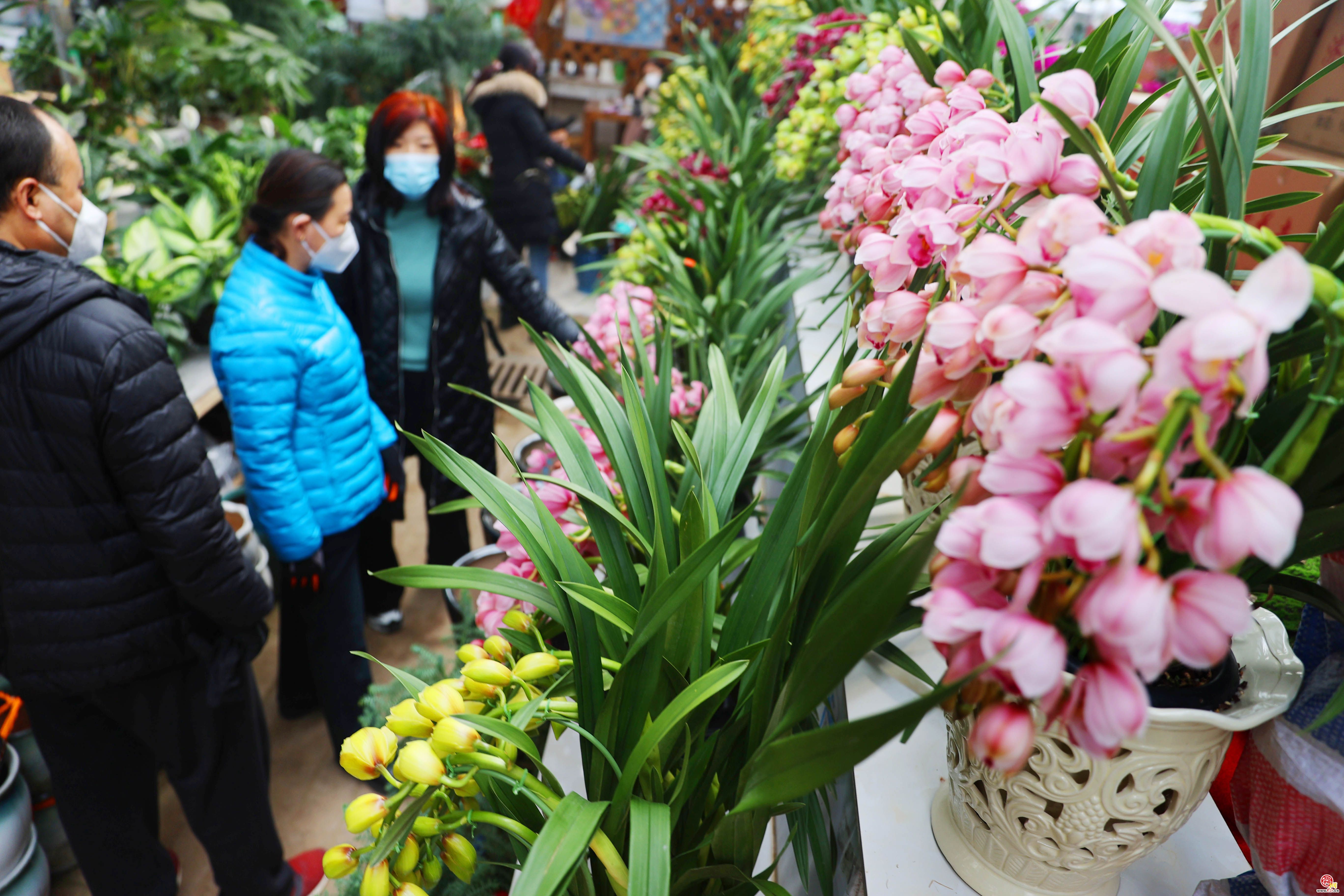 花卉市场人气旺 多彩鲜花迎新年