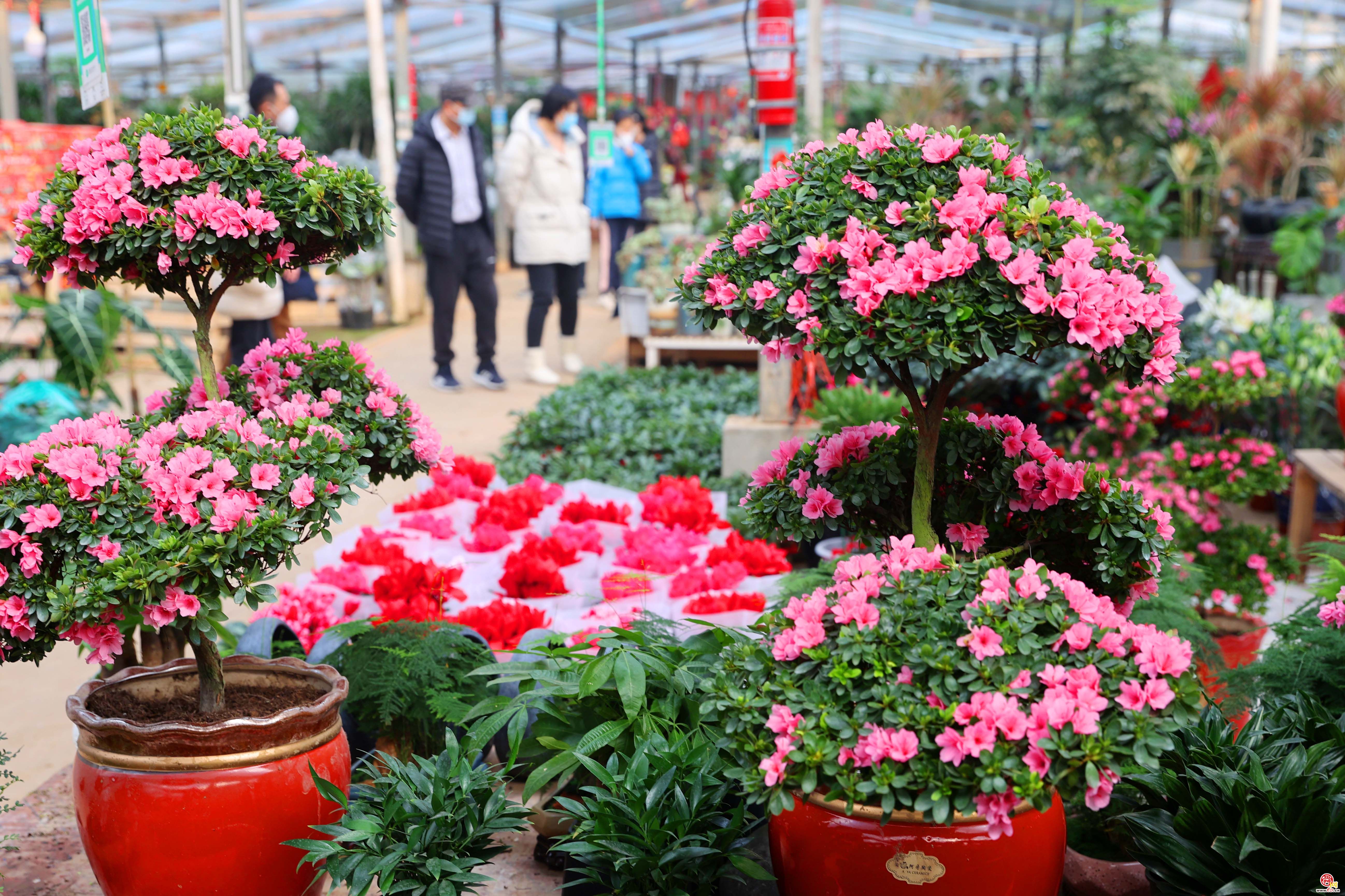 花卉市场人气旺 多彩鲜花迎新年