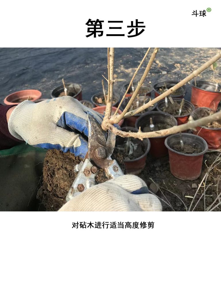 中华木绣球嫁接教程