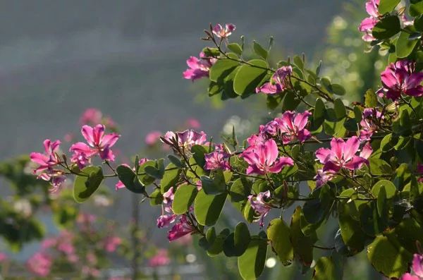 你的花园到底适合种什么植物？对症下药是关键