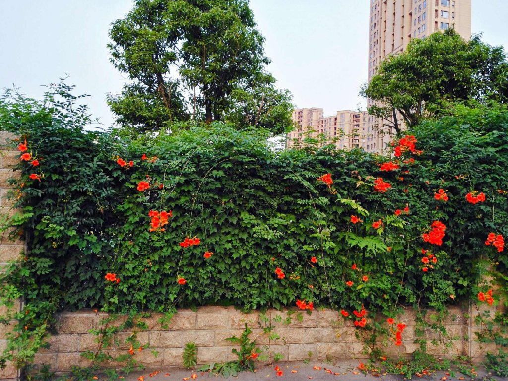 凌霄花 凌霄花图片 凌霄花价格