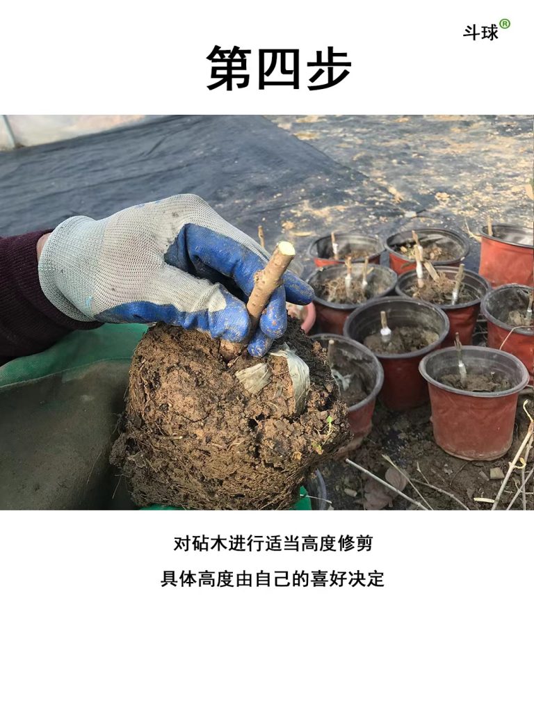 中华木绣球嫁接教程