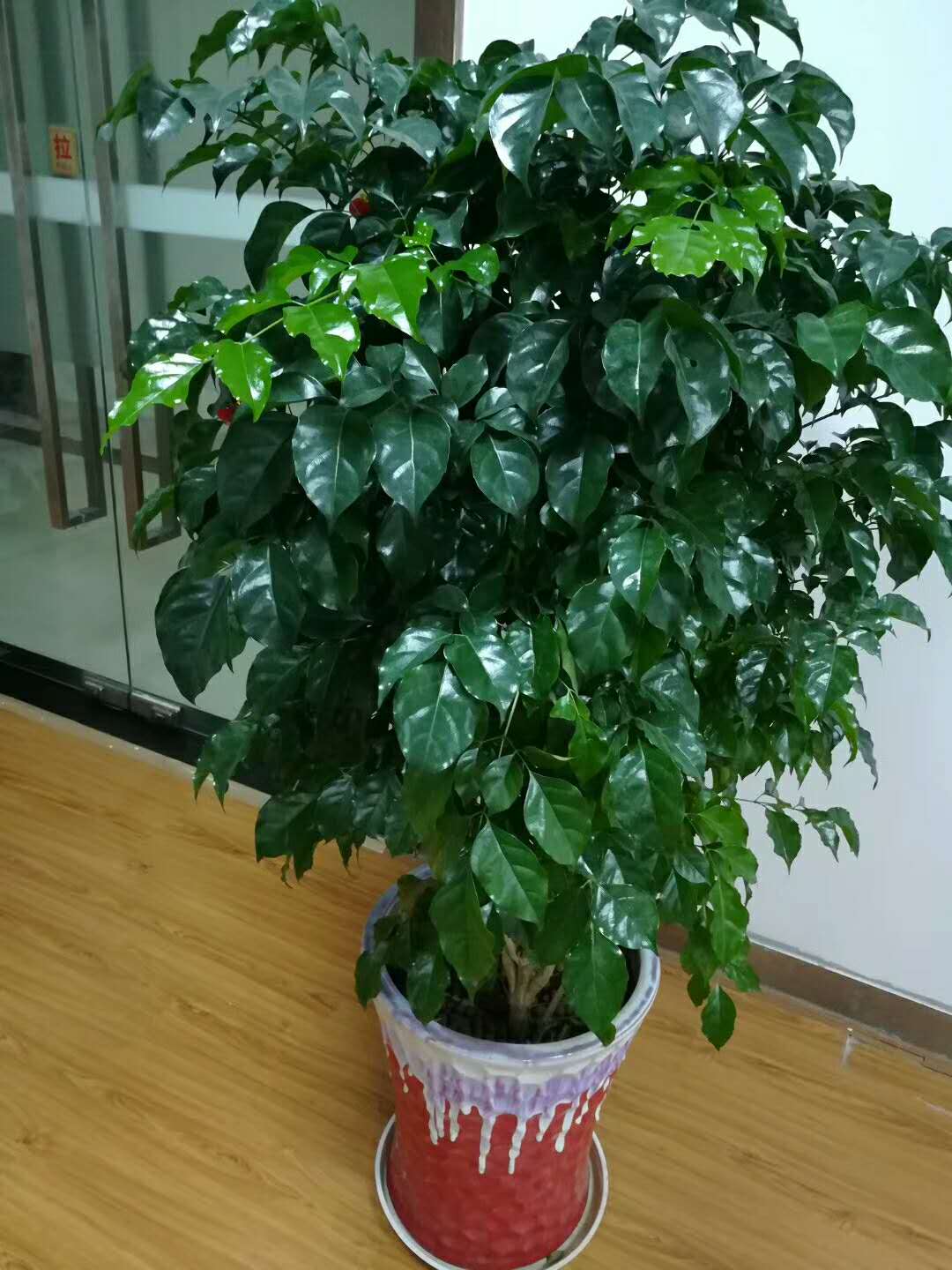 盆栽植物大全及名称（100种室内盆栽花草图鉴）