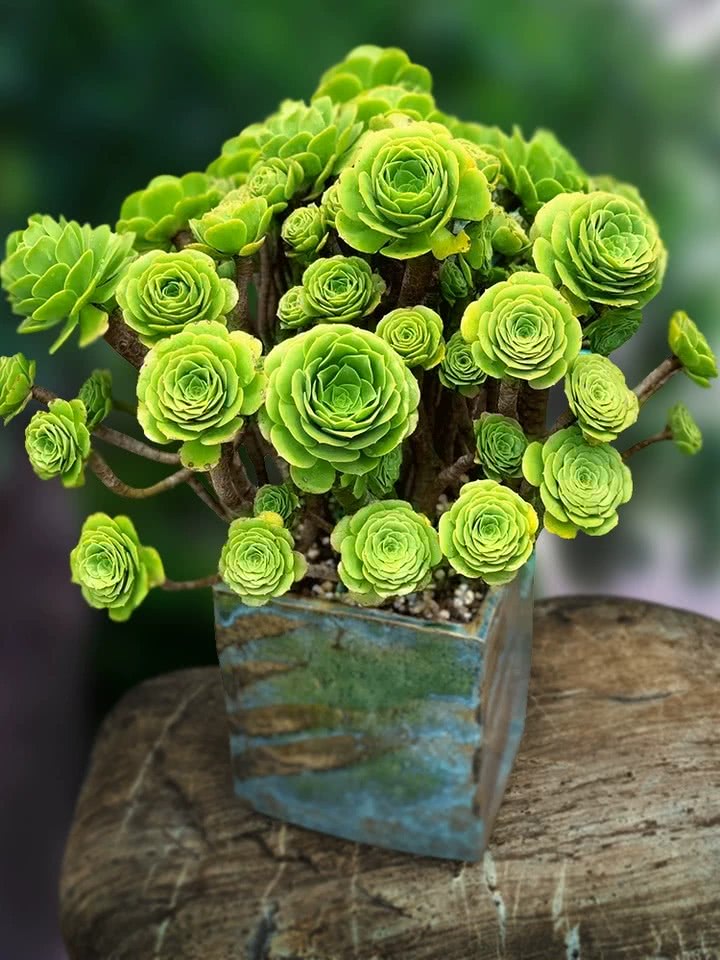 盆栽植物大全及名称（100种室内盆栽花草图鉴）