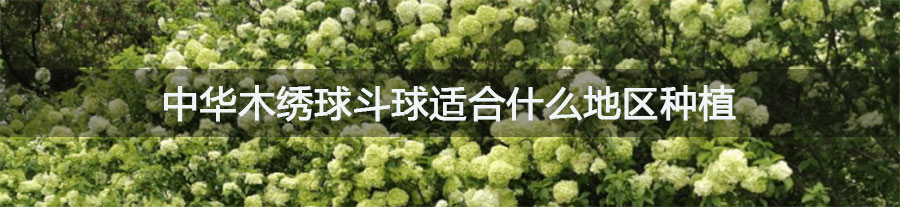 中华木绣球斗球适合什么地区种植