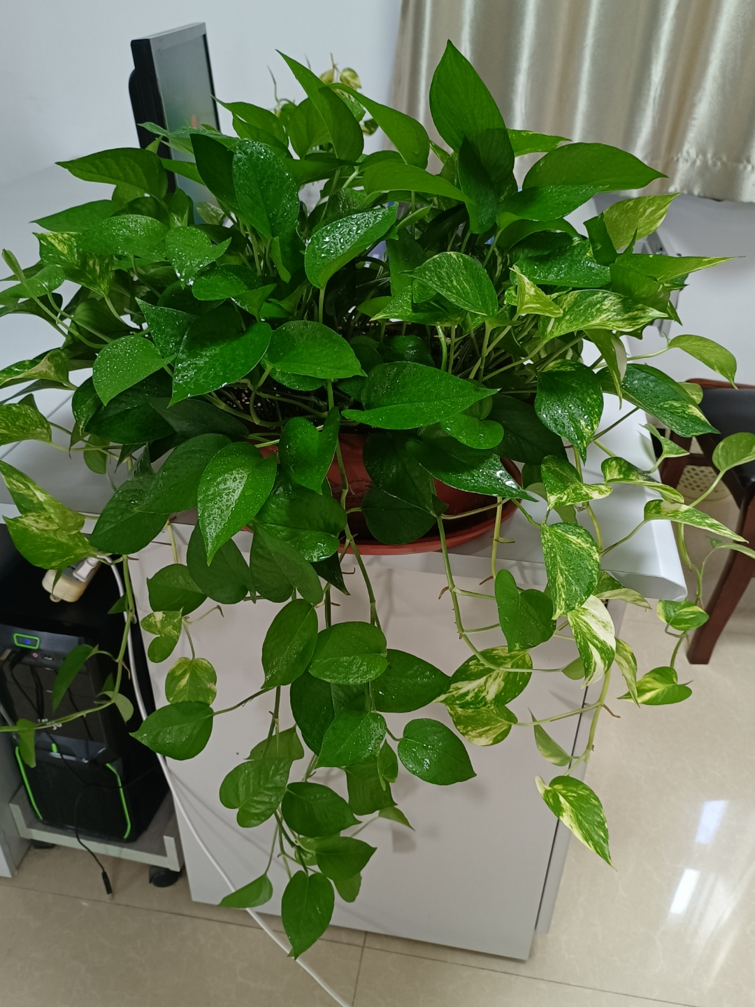 盆栽植物大全及名称（100种室内盆栽花草图鉴）