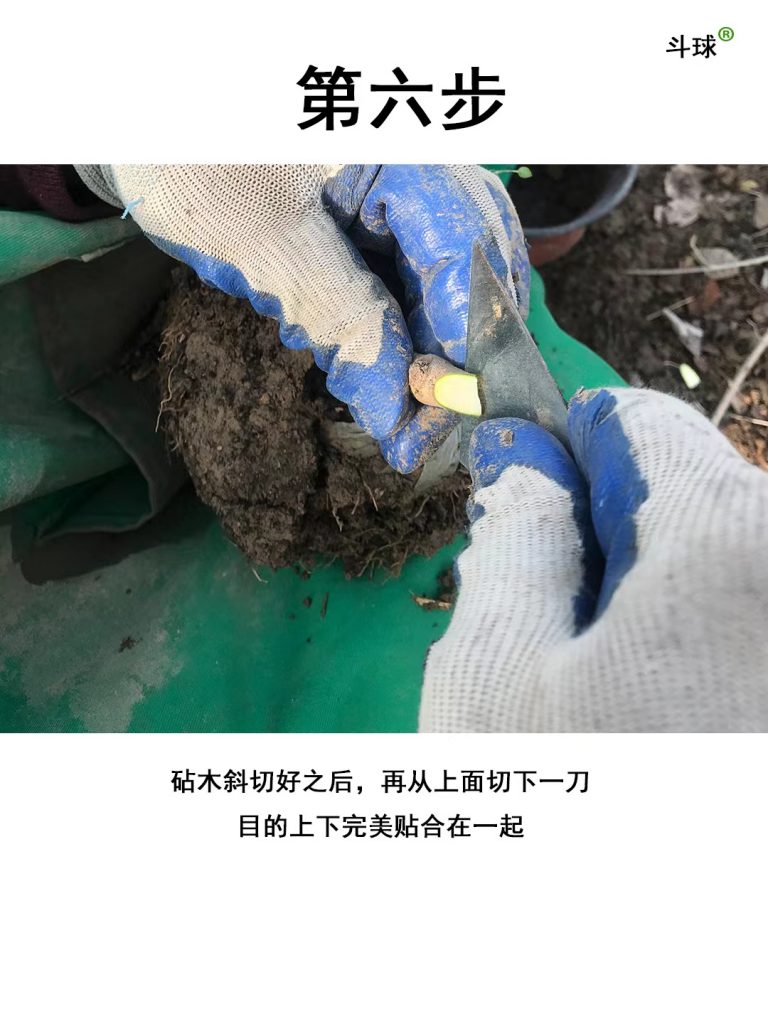 中华木绣球嫁接教程