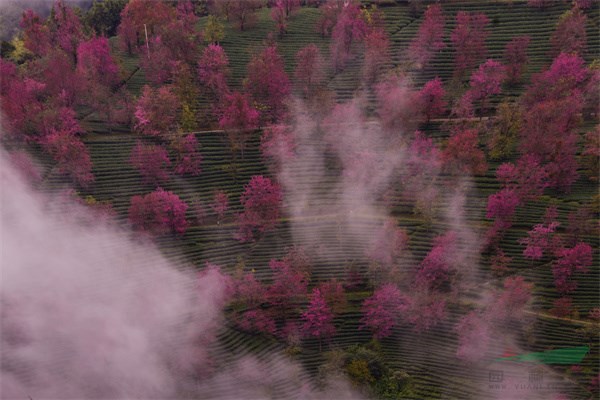 大理无量山樱花谷犹如仙境，如霞似火的云南冬樱花激情绽放.jpg