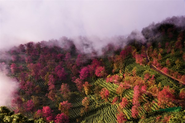 <strong>乡土树种特色鲜明 云南冬樱花呈现浪漫春日美景</strong>