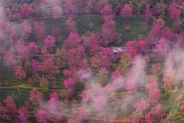 <strong>乡土树种特色鲜明 云南冬樱花呈现浪漫春日美景</strong>