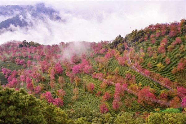 <strong>乡土树种特色鲜明 云南冬樱花呈现浪漫春日美景</strong>