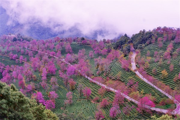 <strong>乡土树种特色鲜明 云南冬樱花呈现浪漫春日美景</strong>