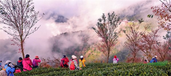 <strong>乡土树种特色鲜明 云南冬樱花呈现浪漫春日美景</strong>