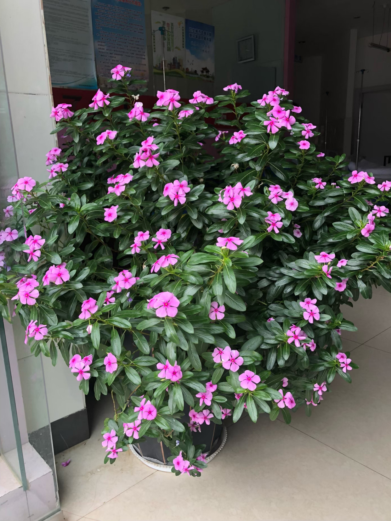 盆栽植物大全及名称（100种室内盆栽花草图鉴）