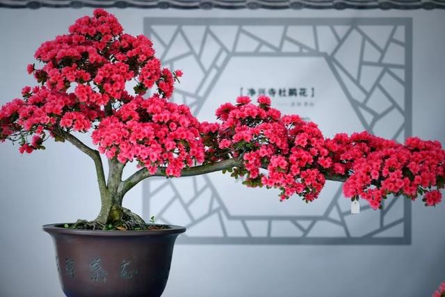 14种冬天开花的花卉，好养不娇气，为冬天添一抹色彩
