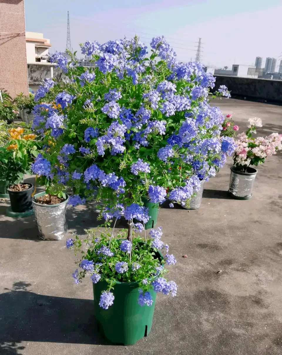 盆栽植物大全及名称（100种室内盆栽花草图鉴）