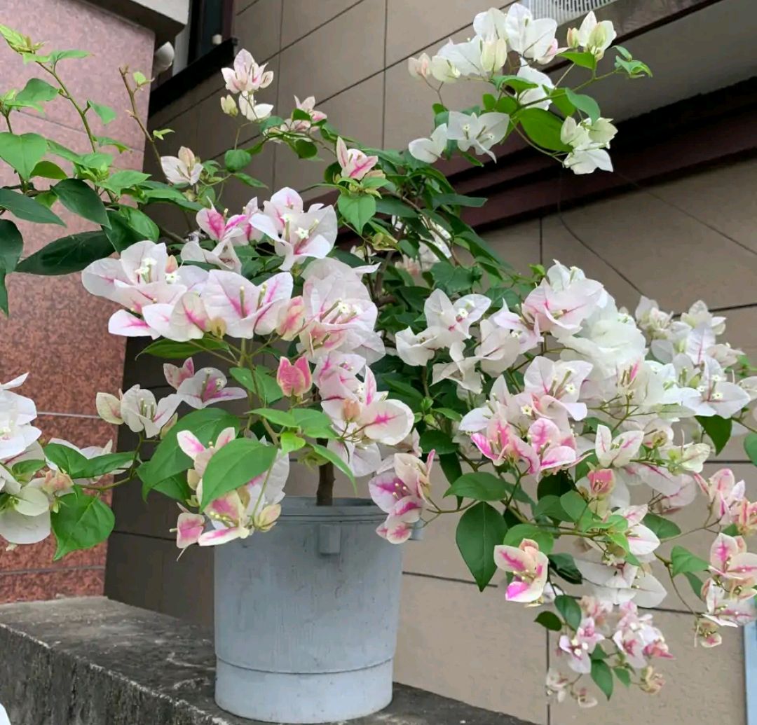 盆栽植物大全及名称（100种室内盆栽花草图鉴）