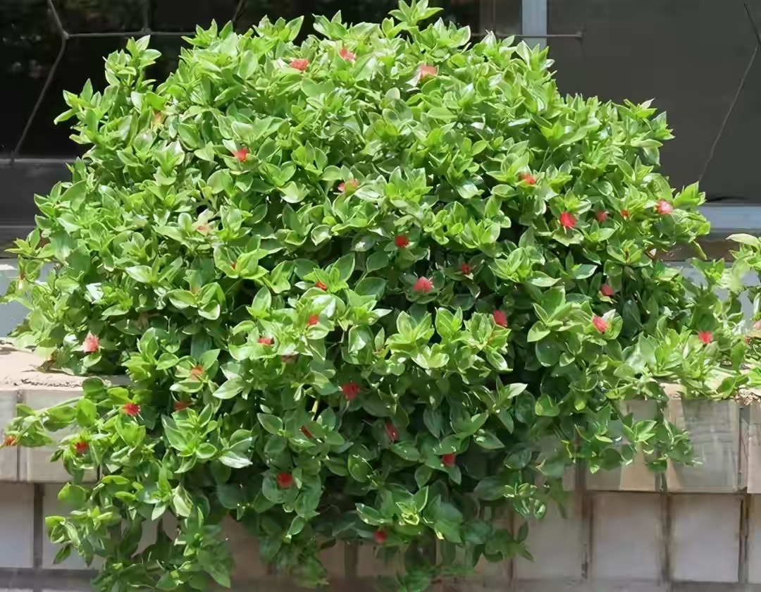 盆栽植物大全及名称（100种室内盆栽花草图鉴）