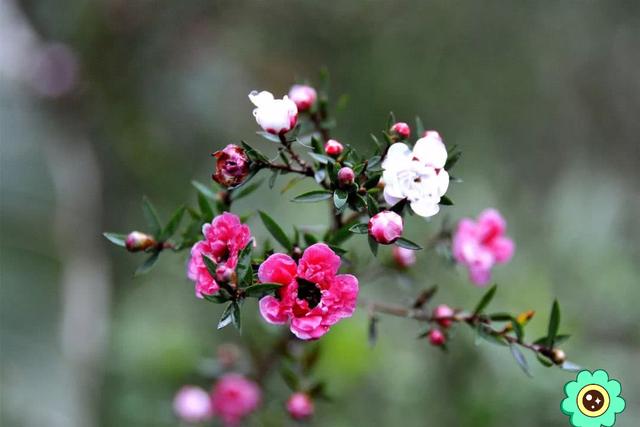 14种冬天开花的花卉，好养不娇气，为冬天添一抹色彩