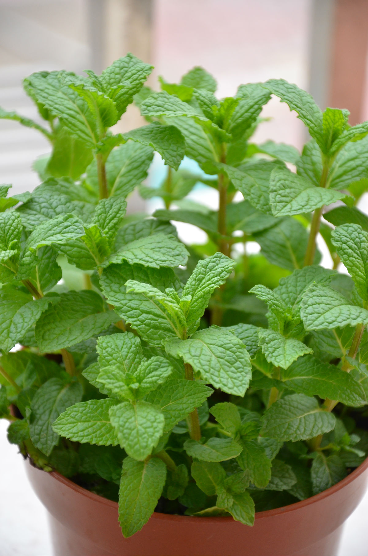 盆栽植物大全及名称（100种室内盆栽花草图鉴）