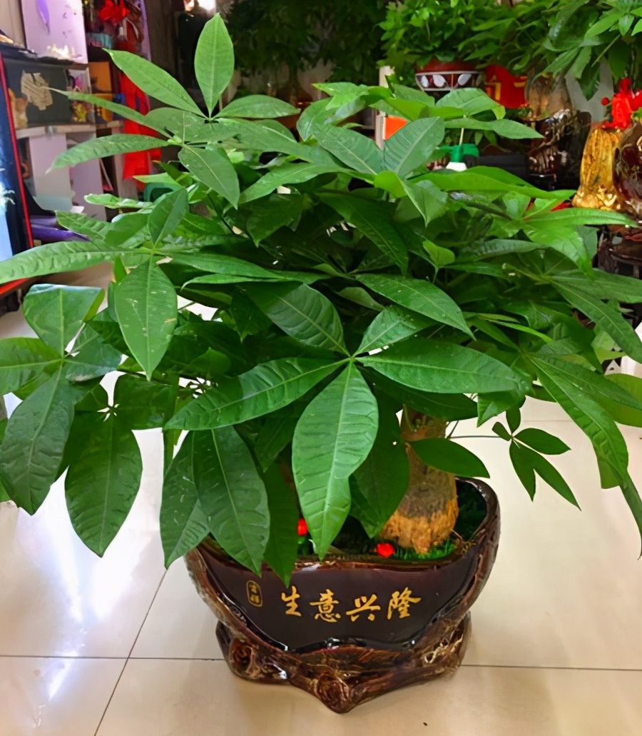 盆栽植物大全及名称（100种室内盆栽花草图鉴）