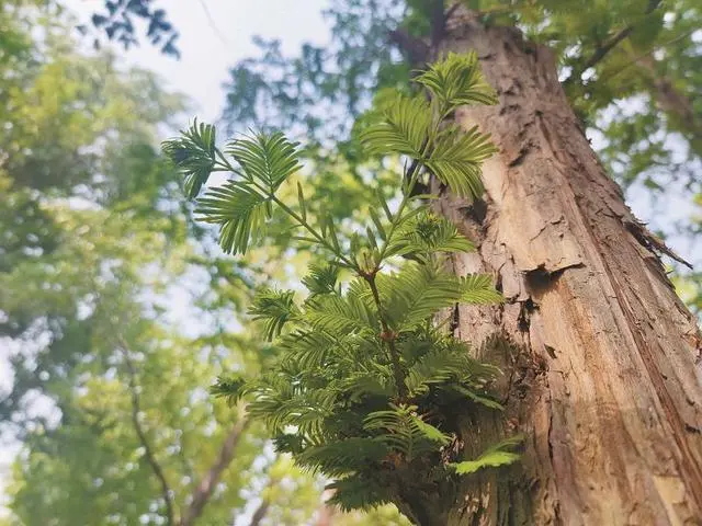 中国极小种群野生植物——水杉