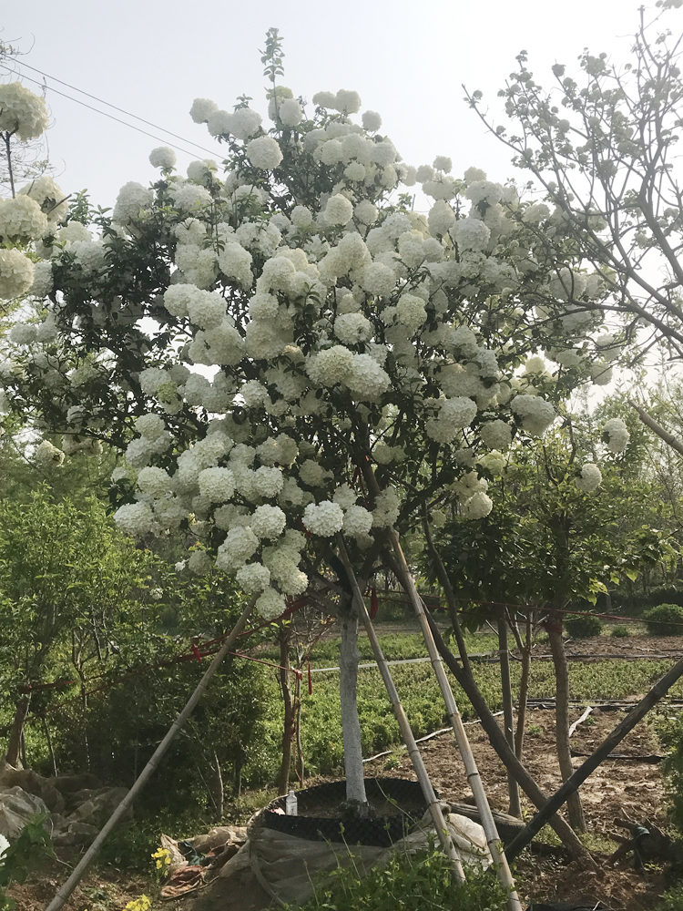 中华木绣球10公分价格