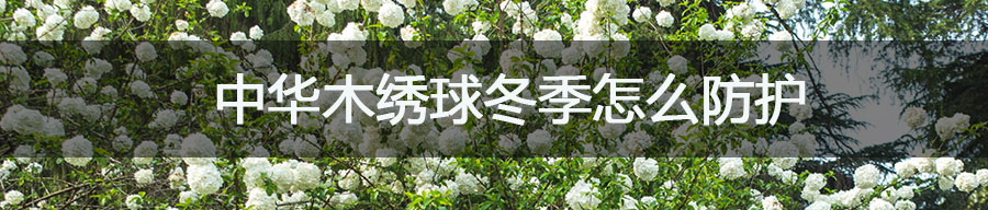中华木绣球冬季怎么防护?