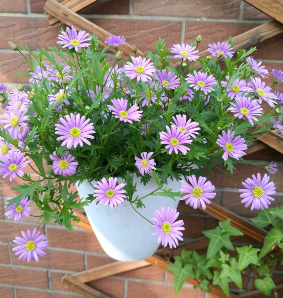 盆栽植物大全及名称（100种室内盆栽花草图鉴）