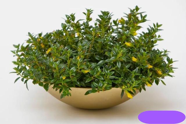 14种冬天开花的花卉，好养不娇气，为冬天添一抹色彩
