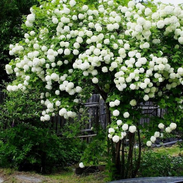 不用春化，两广地区栽种中华木绣球可以开花吗?