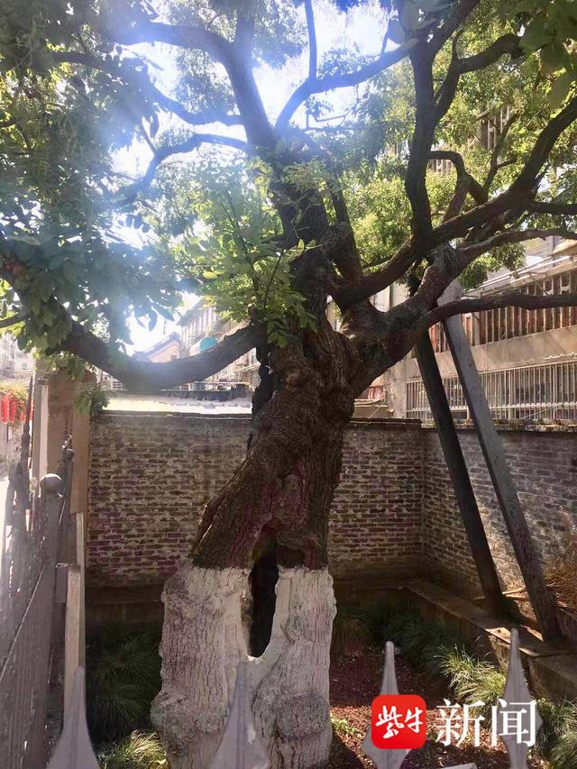 扬州出台树木保护管理严规，叫停“断头”“截干”式修剪