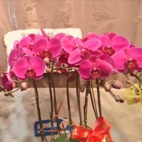 「新春走基层·节前看市场」春节将近 花卉绿植销售旺季将到来