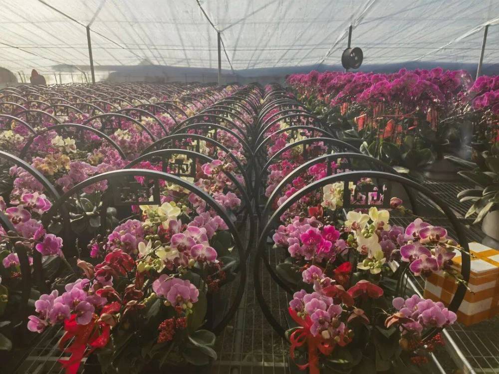 寿光：新年花卉市场走俏 蝴蝶兰成热销品种